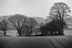 Winter trees