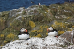 Farne Islands