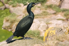 Farne Islands