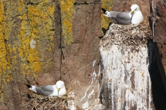 Farne Islands