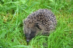 hedgehog