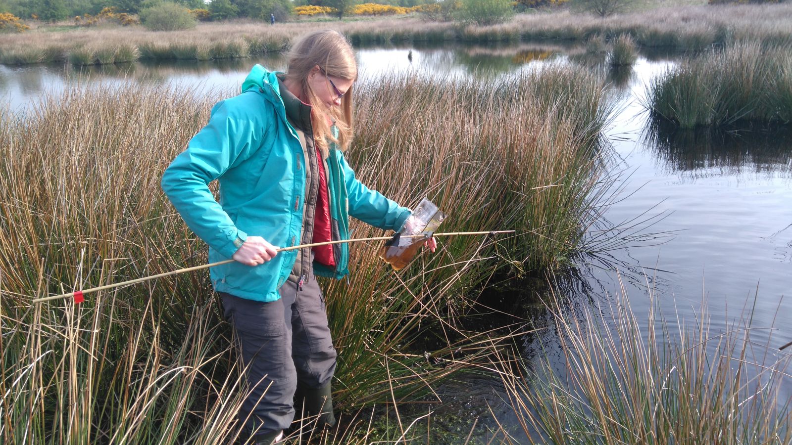 Great crested newt surveys