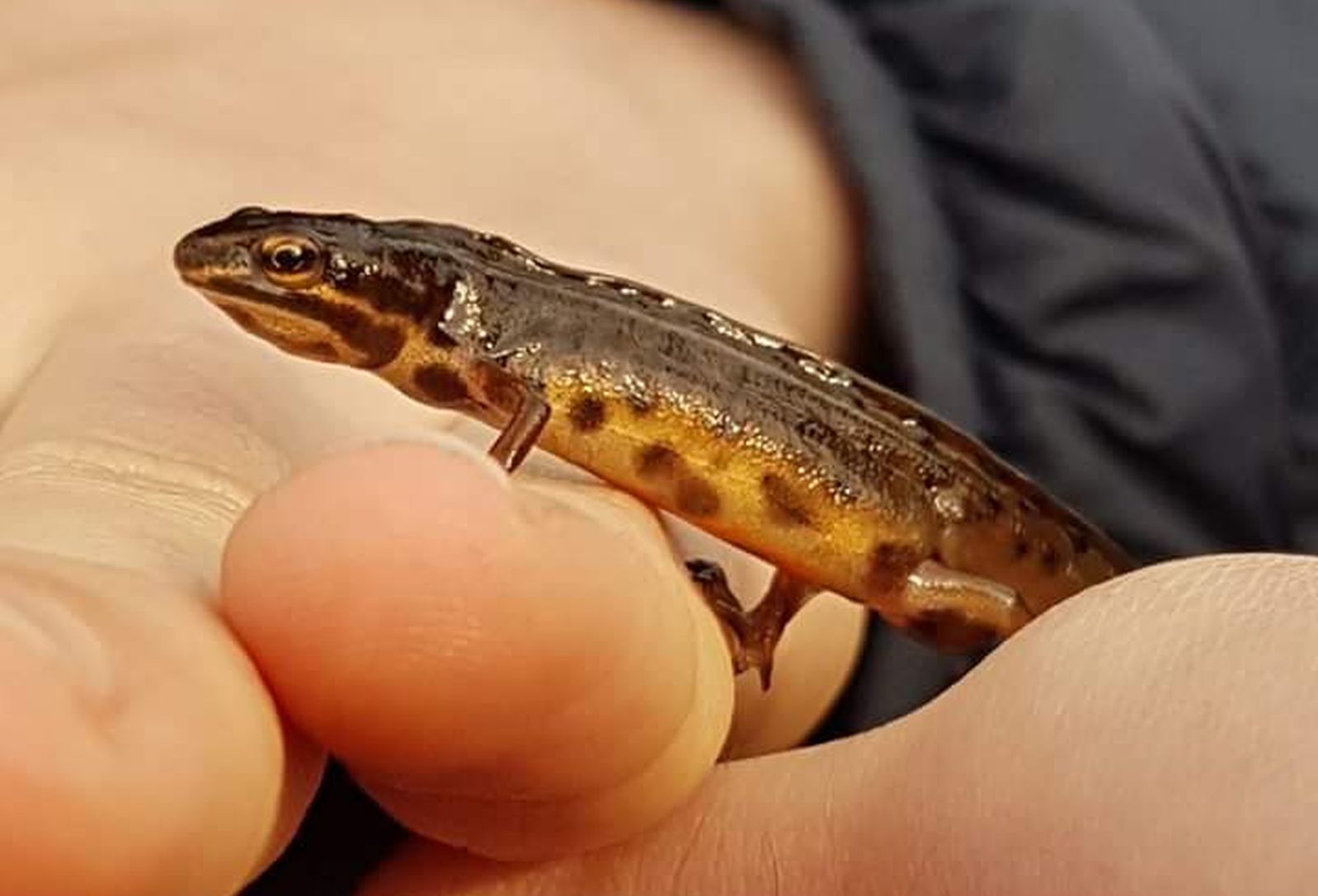 Smooth newt