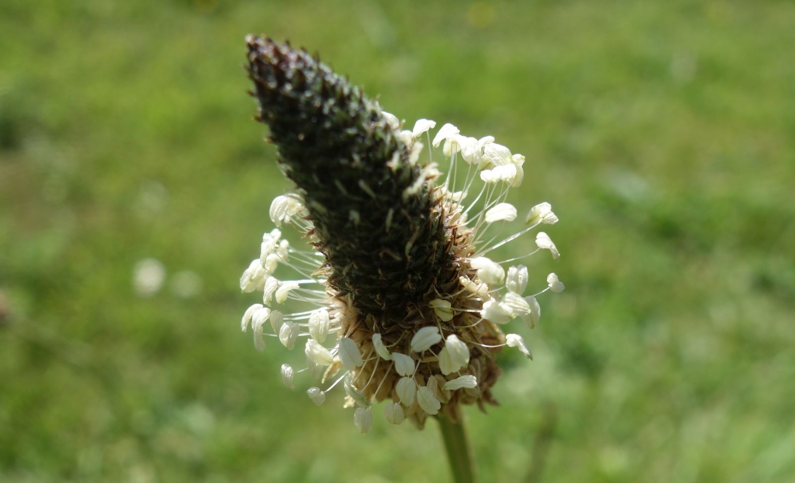 Ribwort plaintain